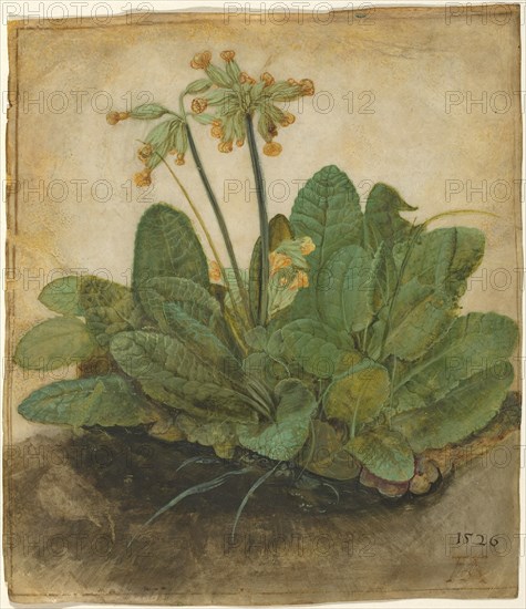 Tuft of Cowslips, 1526. Creator: Albrecht Durer.