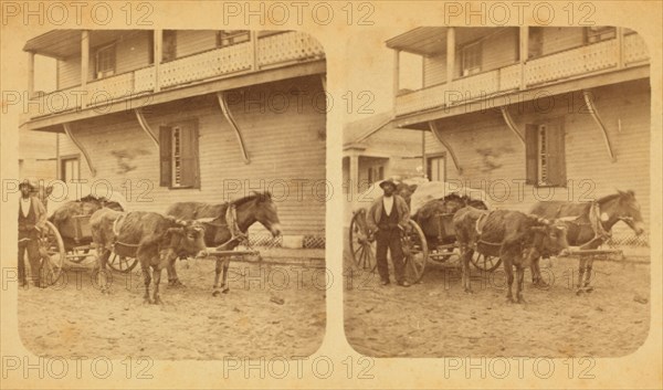 Cracker teams, c1850-c1930. Creator: D. J. Ryan.