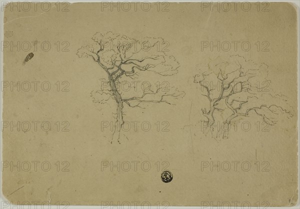 Flowering Trees, 1850/99. Creator: B.W. Atkinson.