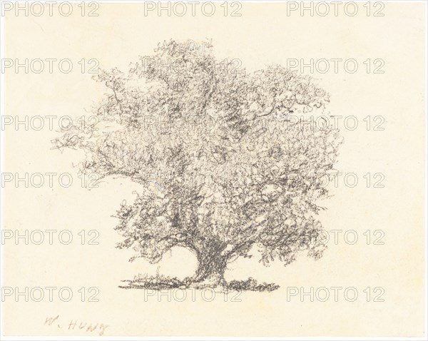 A Tree in Full-Leaf. Creator: William Henry Hunt.