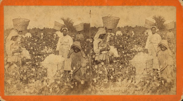 Picking cotton, c1880. Creator: O. Pierre Havens.