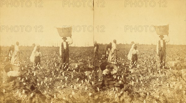 Picking cotton, (1868-1900?). Creator: J. N. Wilson.