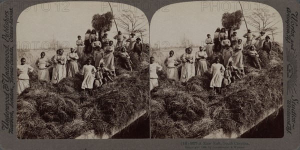 A rice raft, South Carolina, 1895. Creator: Unknown.