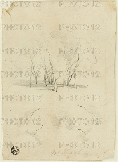 Clump of Trees, n.d. Creator: James Duffield Harding.