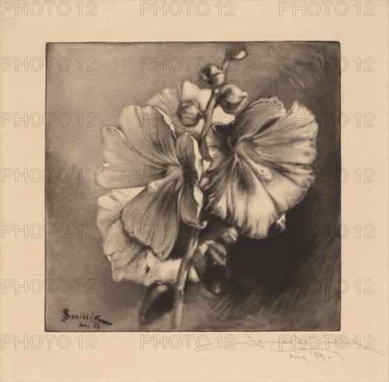 Single Hollyhocks, 1889. Creator: James David Smillie.