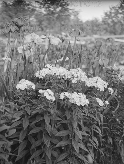 Cosgrave grounds, not before 1917. Creator: Arnold Genthe.