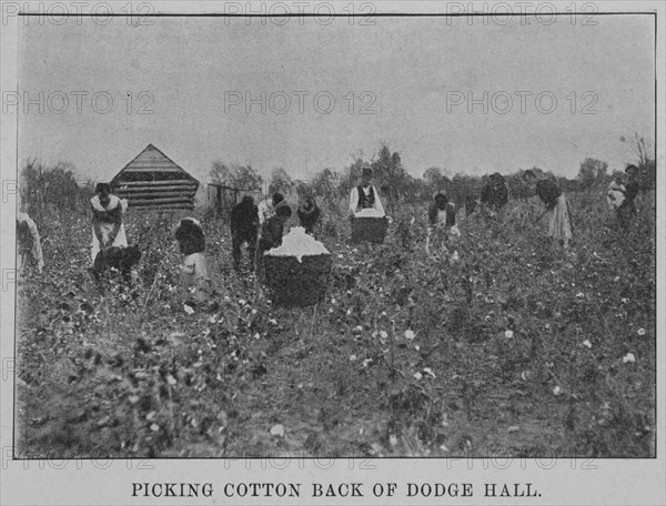 Picking cotton back of Dodge Hall, 1903. Creator: Unknown.