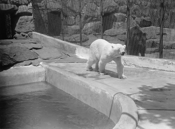 Zoo, Washington, D.C.: Bears, 1916. Creator: Harris & Ewing.