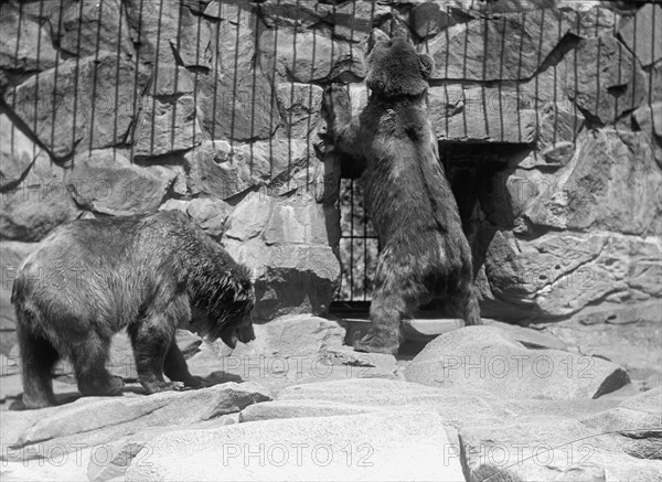 Zoo, Washington, D.C.: Bears, 1916. Creator: Harris & Ewing.