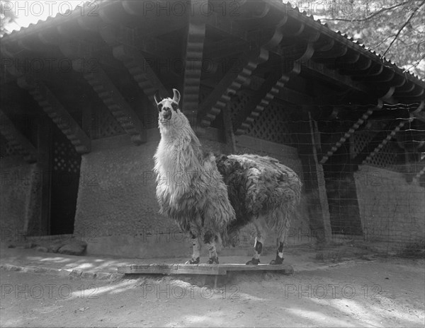 Zoo, Washington, D.C.: Llama, 1916. Creator: Harris & Ewing.