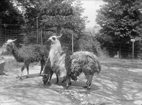 Zoo, Washington, D.C.: Llama, 1916. Creator: Harris & Ewing.