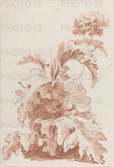 Poppy in Bloom, mid 1760s. Creator: Jean Baptiste Marie Huet.