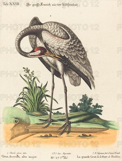 Grus Americana, alta major. Creator: Johann Michael Seligmann.