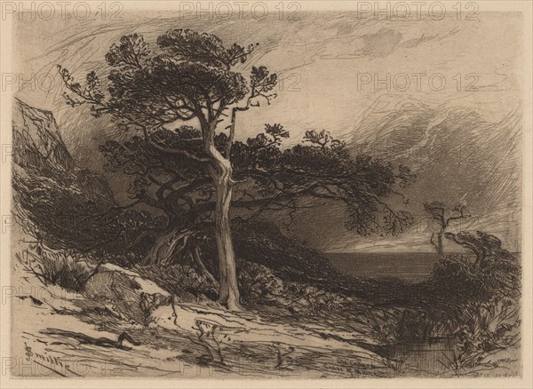 Old Cedars, Coast of Maine, 1880. Creator: James David Smillie.