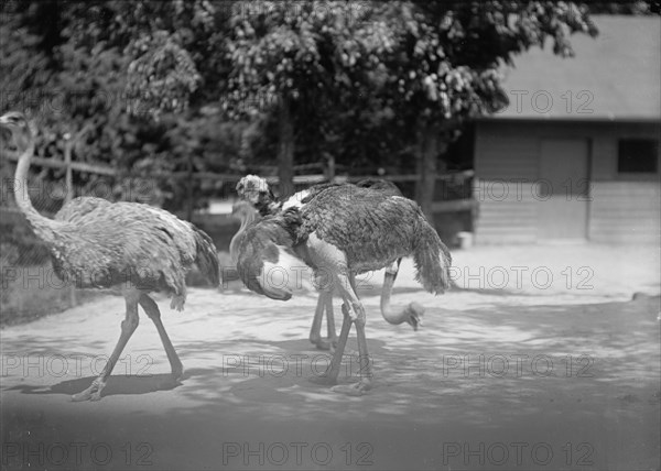 Zoo, Washington, D.C.: Ostriches, 1916. Creator: Harris & Ewing.