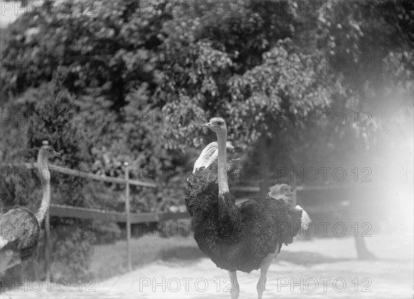 Zoo, Washington, D.C.: Ostriches, 1916. Creator: Harris & Ewing.