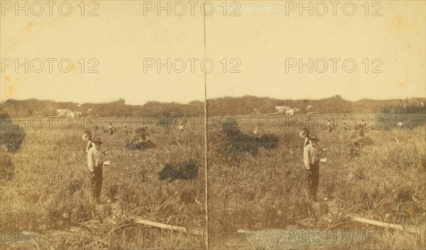 Cutting rice. [Harvesting rice], (1868-1900?). Creator: Unknown.