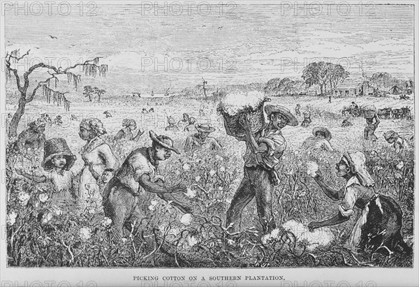 Picking cotton on a southern plantation, 1882. Creator: Unknown.