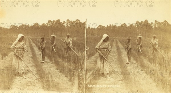 Upland rice. [Hoeing rice], (1868-1900?). Creator: O. Pierre Havens.