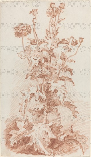 Poppies with Seed Pods, mid 1760s. Creator: Jean Baptiste Marie Huet.