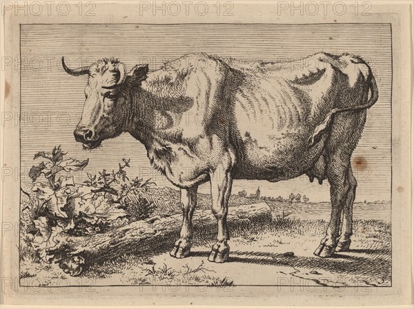 Standing Cow (Cow with a Crumpled Horn), 1650. Creator: Paulus Potter.