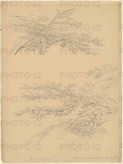 Birch Boughs, Catskill Mountains, 1856. Creator: John William Casilear.