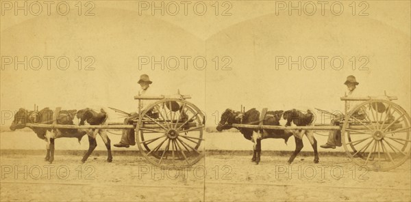 Uncle Lem, [Man in an oxcart], (1868-1900?). Creator: O. Pierre Havens.