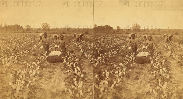 Women and children picking cotton, (1868-1900?). Creator: J. N. Wilson.