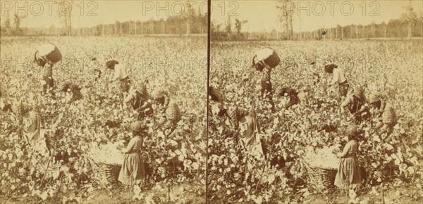 Cotton picking, Mississippi, U.S.A., 1896 (Inferred). Creator: Unknown.