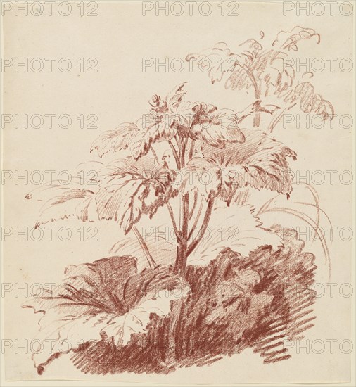 Flowering Plant with Buds, mid 1760s. Creator: Jean Baptiste Marie Huet.