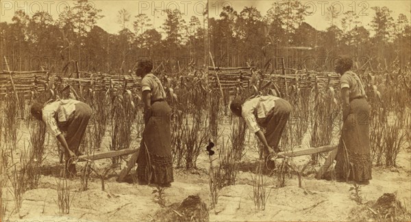 Ploughing rice. [Plowing rice], (1868-1900?). Creator: O. Pierre Havens.