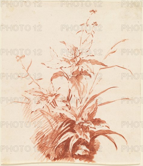 Flowering Plant with Grass, mid 1760s. Creator: Jean Baptiste Marie Huet.