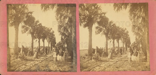 Palmetto Avenue, Fort George, Fla. [No. 13], c1850-c1930. Creator: Unknown.