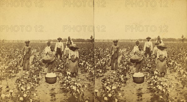 Picking cotton, group posing in the field, (1868-1900?). Creator: J. N. Wilson.