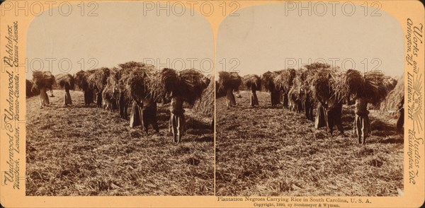 Plantation negroes carrying rice in South Carolina, U.S.A., 1895. Creator: Unknown.