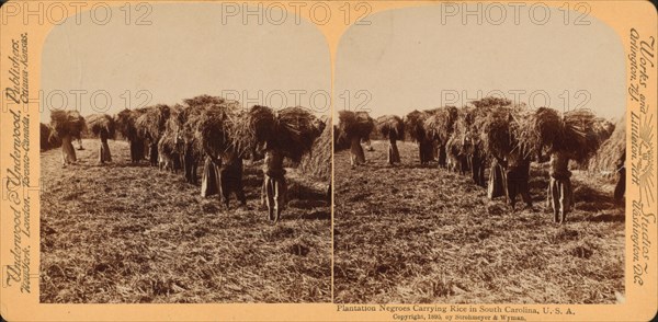 Plantation negroes carrying rice in South Carolina, U.S.A., 1895. Creator: Unknown.