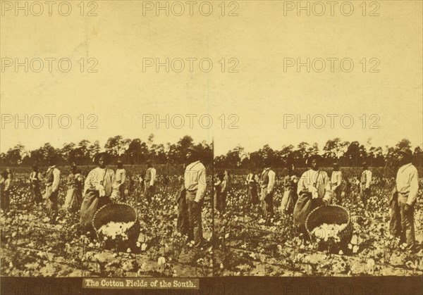 The cotton fields of the south, [Men picking cotton], (1868-1900?). Creator: Unknown.
