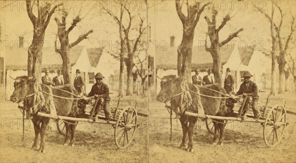 Lightwood Boy, [Boy in an oxcart loaded with kindling], (1868-1900?). Creator: Unknown.