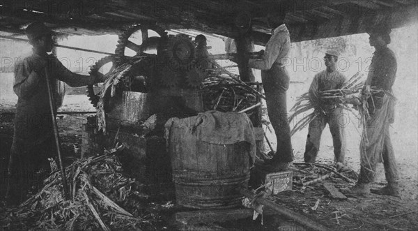 Grinding sugar-cane at the school's sugar-hill, 1904. Creator: Frances Benjamin Johnston.