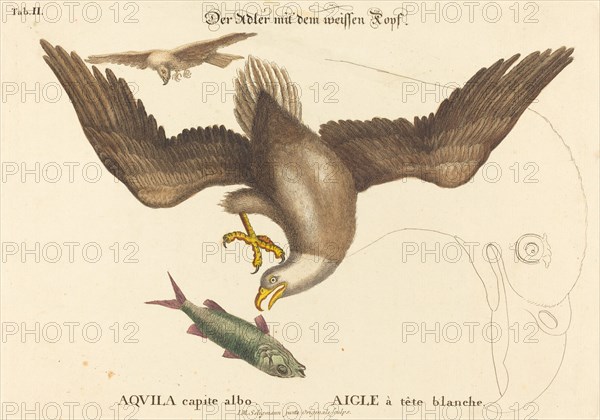 The Bald Eagle (Falco leucocephalus), probably 1743/1762. Creator: Johann Michael Seligmann.