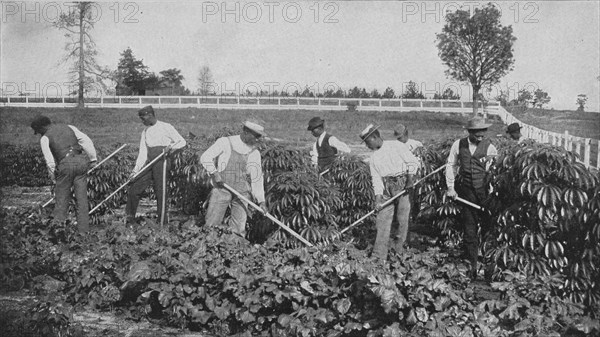 Cultivating a patch of cassava on the agricultural experiment plot, 1904. Creator: Frances Benjamin Johnston.