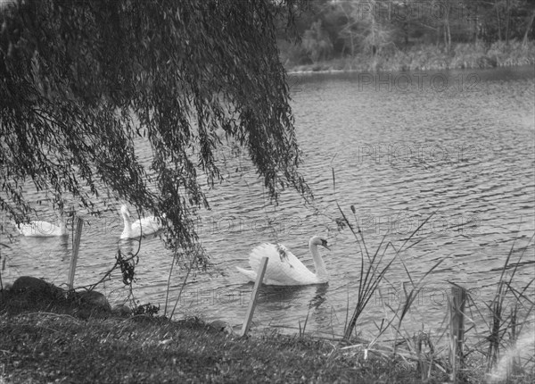 Taylor, Myron C., Mr., residence and grounds, Locust Valley, Long Island, New York, 1928 Nov. Creator: Arnold Genthe.