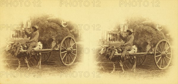 15th Amendment bringing his crop to town. [Man on an oxcart loaded with hay], (1868-1900?). Creator: O. Pierre Havens.
