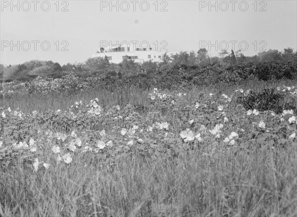 House and grounds of "The Shallows," property of Lucien Hamilton Tyng, Southampton, Long Island, 193 Creator: Arnold Genthe.