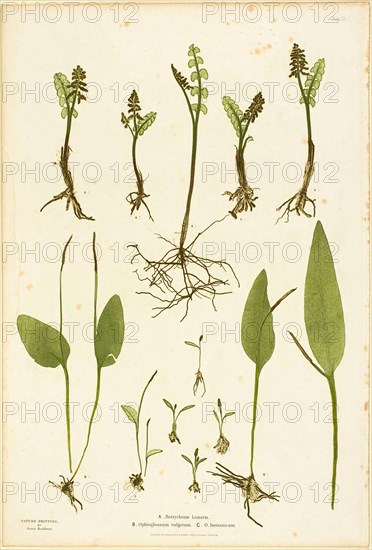 Nature Print of Moonwort and Adder's Tongue Ferns, plate 51 from The Ferns of Great Britain..., 1855 Creator: Henry Bradbury.