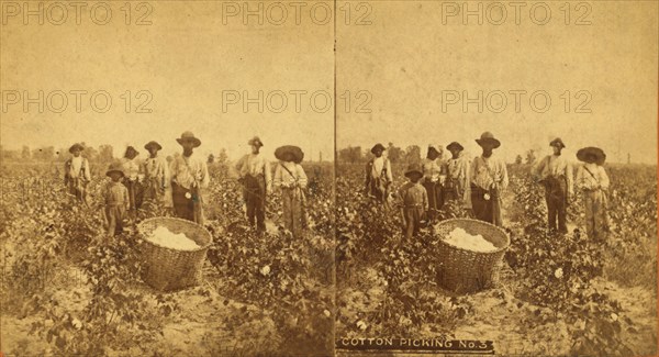 Cotton picking no. 3. [Group posing in the field with bale of cotton in foreground], (1868-1900?). Creator: O. Pierre Havens.