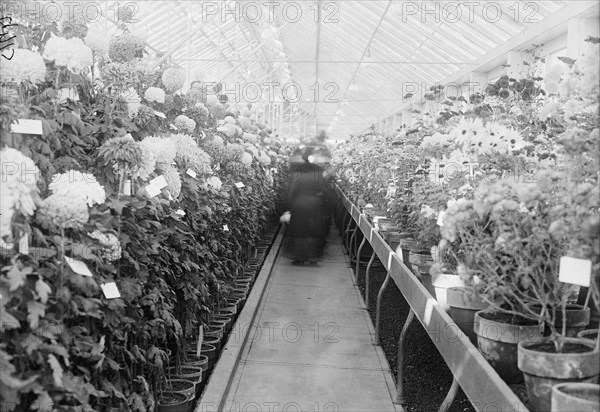 Department of Agriculture Chrysanthemum Show, 1917. Creator: Harris & Ewing.