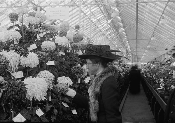 Department of Agriculture Chrysanthemum Show, 1917. Creator: Harris & Ewing.