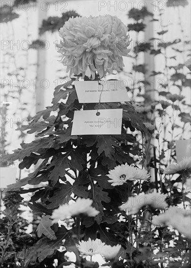 Department of Agriculture Chrysanthemum Show, 1917. Creator: Harris & Ewing.