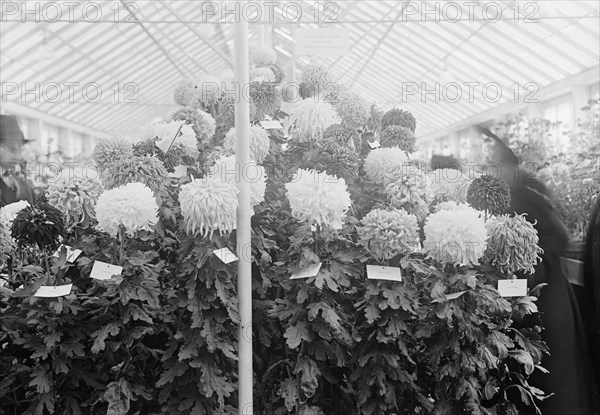 Department of Agriculture Chrysanthemum Show, 1917. Creator: Harris & Ewing.